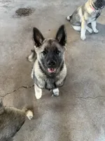 Clark, a male Norwegian Elkhound for sale in Amboy, IN – 4 of 8