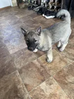 Lady, a female Norwegian Elkhound for sale in Amboy, IN – Photo 3 of 3