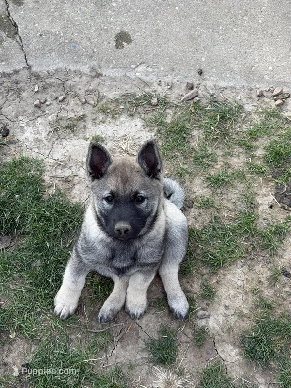 Lady – Norwegian Elkhound puppy for sale in Amboy, IN