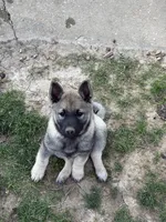 Lady, a female Norwegian Elkhound for sale in Amboy, IN – Photo 2 of 3