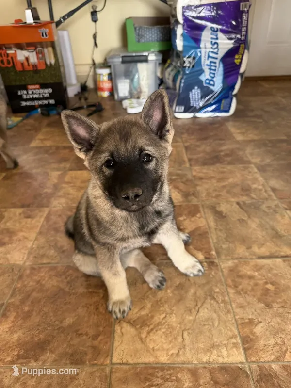 Lady – Norwegian Elkhound puppy for sale in Amboy, IN