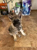 Lady, a female Norwegian Elkhound for sale in Amboy, IN – Photo 1 of 3