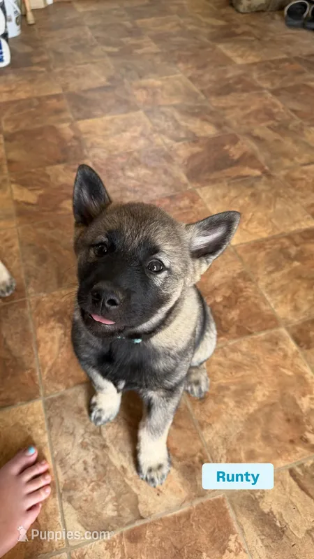 Runty – Norwegian Elkhound puppy for sale in Amboy, IN