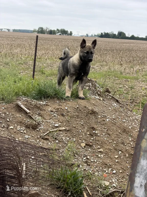 Runty – Norwegian Elkhound puppy for sale in Amboy, IN