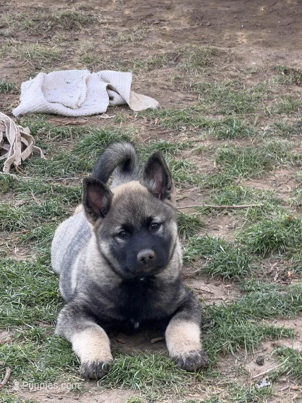 Runty – Norwegian Elkhound puppy for sale in Amboy, IN
