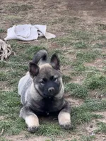 Runty, a male Norwegian Elkhound for sale in Amboy, IN – Photo 2 of 2