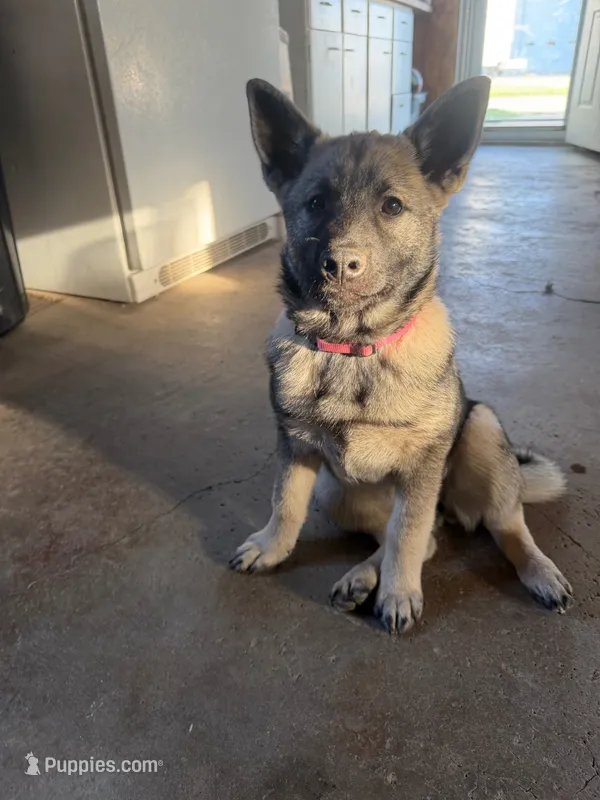 Lady – Norwegian Elkhound puppy for sale in Amboy, IN