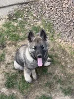 Lewis, a male Norwegian Elkhound for sale in Amboy, IN – Photo 2 of 2