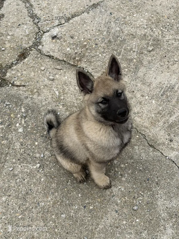 Dennis – Norwegian Elkhound puppy on hold in Amboy, IN