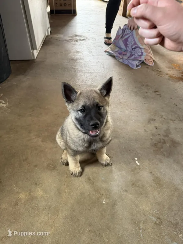 Dennis – Norwegian Elkhound puppy for sale in Amboy, IN