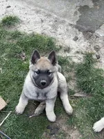 Dennis, a male Norwegian Elkhound for sale in Amboy, IN – Photo 2 of 2