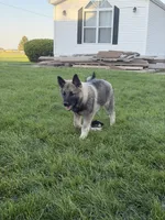 Clark, a male Norwegian Elkhound for sale in Amboy, IN – 3 of 8