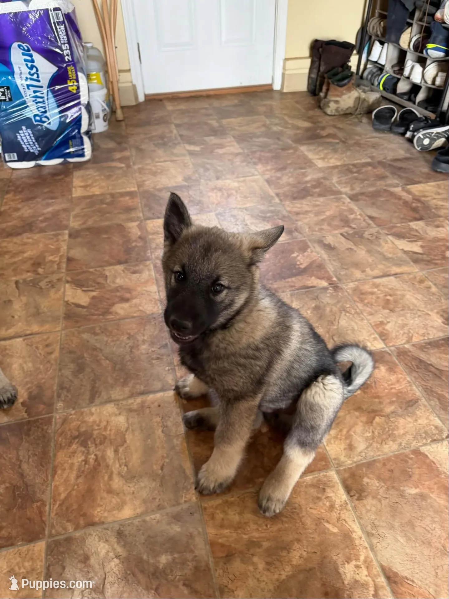 Lewis, a male Norwegian Elkhound for sale in Amboy, IN – Photo 1 of 2