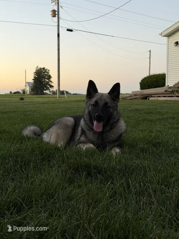 Clark – Norwegian Elkhound puppy for sale in Amboy, IN
