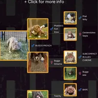 Hector 1VB, a male American Bully for sale in Memphis, TN – Photo 4 of 4