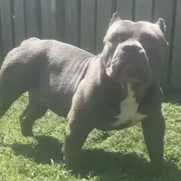 Hector 1VB, a male American Bully for sale in Memphis, TN – Photo 1 of 4