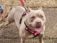 Bailey, a female American Bully for sale in Memphis, TN – Photo 5 of 5