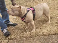 Bailey, a female American Bully for sale in Memphis, TN – Photo 4 of 5