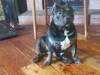 8 Ball, a male American Bully for sale in Memphis, TN – Photo 1 of 4