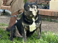 8 Ball, a male American Bully for sale in Memphis, TN – Photo 3 of 4