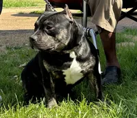 8 Ball, a male American Bully for sale in Memphis, TN – Photo 4 of 4