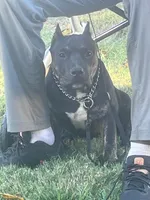 8 Ball, a male American Bully for sale in Memphis, TN – Photo 2 of 4