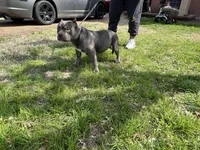 Lucy 1VB, a female American Bully for sale in Memphis, TN – Photo 2 of 6