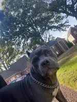 Lucy 1VB, a female American Bully for sale in Memphis, TN – Photo 1 of 6