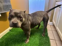 Lucy 1VB, a female American Bully for sale in Memphis, TN – Photo 4 of 6