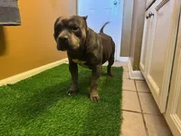 Lucy 1VB, a female American Bully for sale in Memphis, TN – Photo 6 of 6