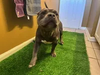 Lucy 1VB, a female American Bully for sale in Memphis, TN – Photo 5 of 6