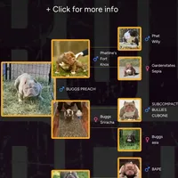 Joker, a male American Bully for sale in Memphis, TN – Photo 2 of 2