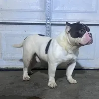 Joker, a male American Bully for sale in Memphis, TN – Photo 1 of 2