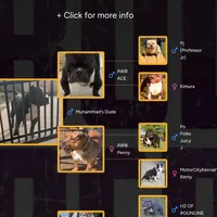 Wendy 1VB, a female American Bully for sale in Memphis, TN – Photo 5 of 5