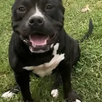 Wendy 1VB, a female American Bully for sale in Memphis, TN – Photo 2 of 5