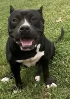 Wendy 1VB, a female American Bully for sale in Memphis, TN – Photo 2 of 5