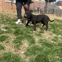 Wendy 1VB, a female American Bully for sale in Memphis, TN – Photo 1 of 5