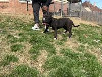 Wendy 1VB, a female American Bully for sale in Memphis, TN – Photo 1 of 5