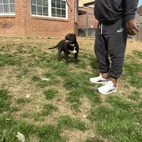 Wendy 1VB, a female American Bully for sale in Memphis, TN – Photo 3 of 5