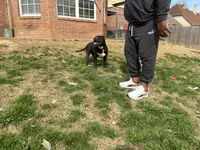 Wendy 1VB, a female American Bully for sale in Memphis, TN – Photo 3 of 5