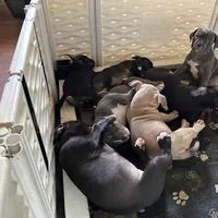 Wendy 1VB, a female American Bully for sale in Memphis, TN – Photo 4 of 5