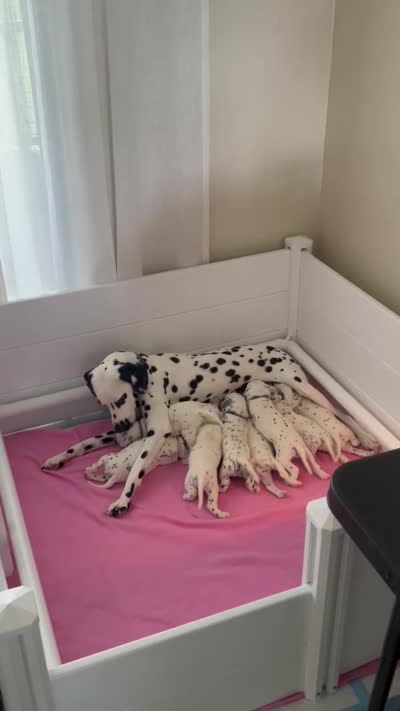 Clover, a female Dalmatian for sale in Lehigh Acres, FL – 2 of 2