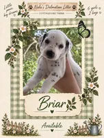 Briar , a male Dalmatian for sale in Lehigh Acres, FL – 1 of 2