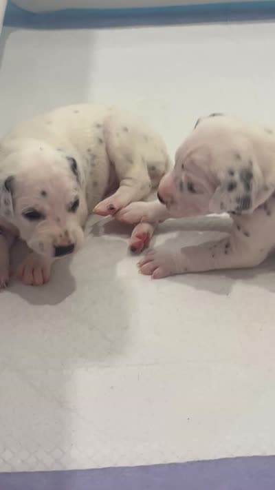 Rowan, a male Dalmatian for sale in Lehigh Acres, FL – 4 of 4