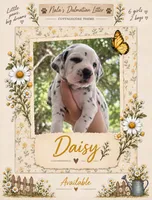 Daisy , a female Dalmatian for sale in Lehigh Acres, FL – 1 of 2