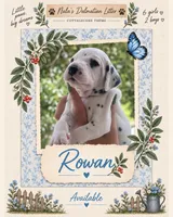 Rowan, a male Dalmatian for sale in Lehigh Acres, FL – 1 of 4