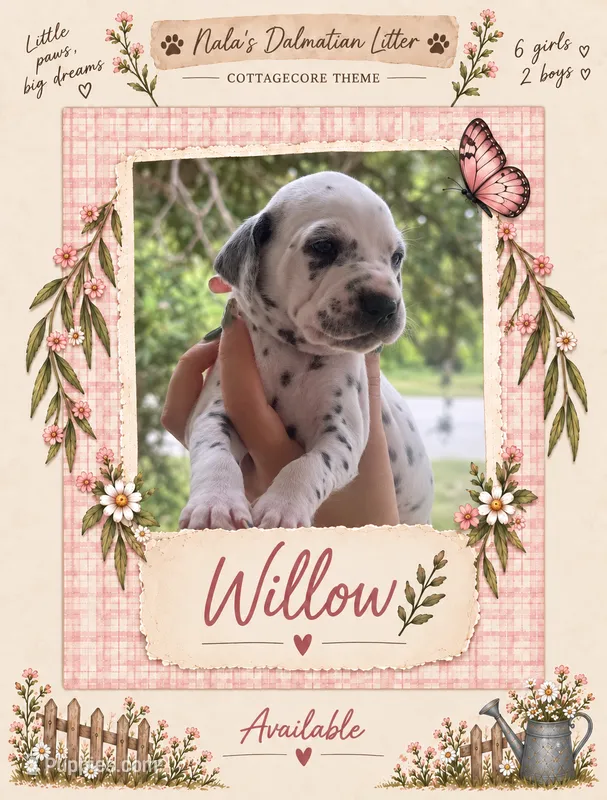 Willow – Dalmatian puppy for sale in Lehigh Acres, FL