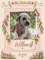 Willow, a female Dalmatian for sale in Lehigh Acres, FL – 1 of 2
