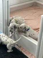 Rowan, a male Dalmatian for sale in Lehigh Acres, FL – 2 of 4