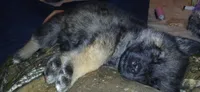 Bear, a male German Shepherd Dog for sale in Chickamauga, GA – 3 of 3